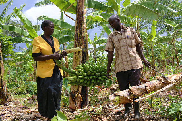 Transforming the value chain - one cooking banana at a time