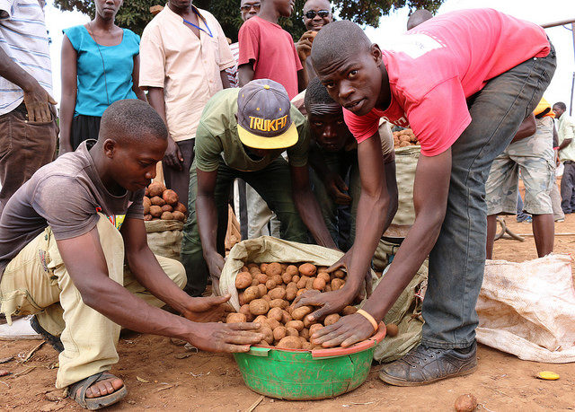 Understanding gender roles in Uganda’s potato and cooking banana value chains