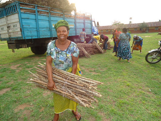 Competition calls for innovative packaging of cassava stems to increase sales