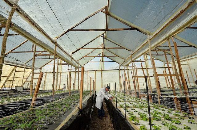 Root, tuber and banana breeding in Africa shows wide-scale adoption of improved varieties