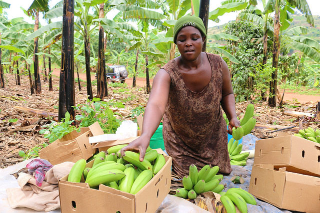 RTB-ENDURE banana project offers solutions for postharvest losses