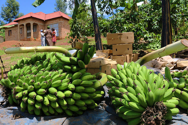 How you can help to improve banana research priority setting