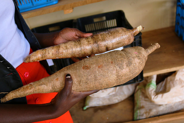 New manuals show how to extend shelf-life of cassava roots  to increase incomes & food security