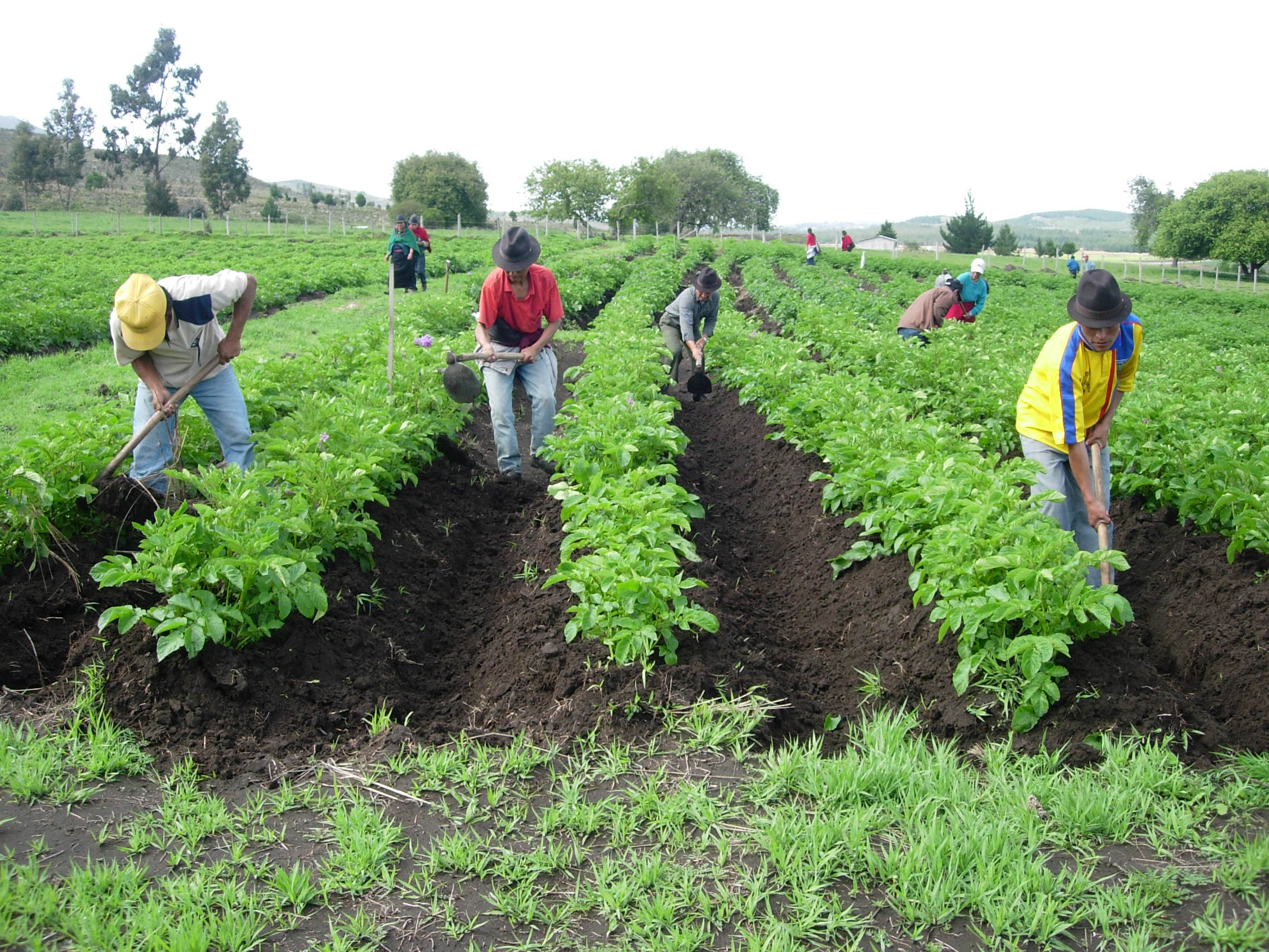 New tools improve smallholder access to quality planting material