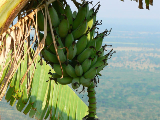 CGIAR centres and research programs combine forces to reduce the damage of banana disease in Uganda