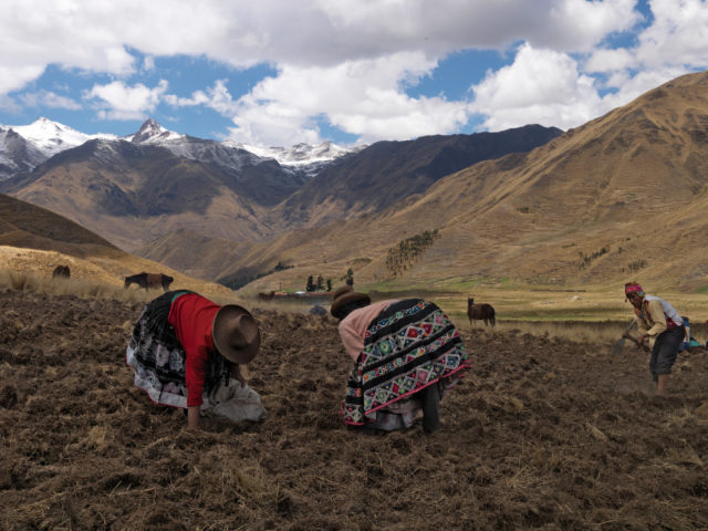 World Bank book on Peruvian agriculture highlights native potato value chains