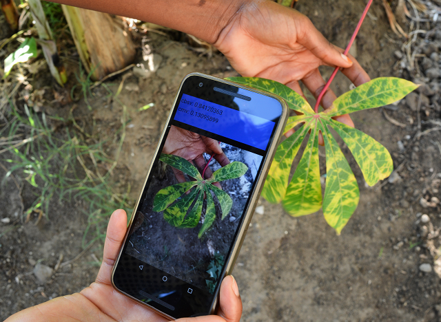 Revolutionary mobile app for monitoring crop pests and diseases