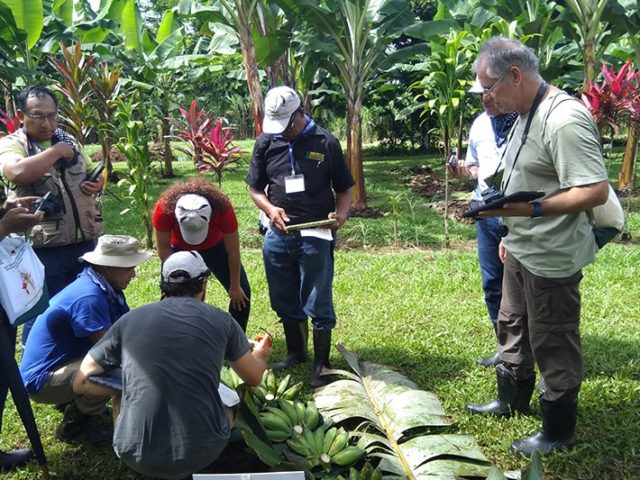 Sharing best practices for banana germplasm conservation and exchange
