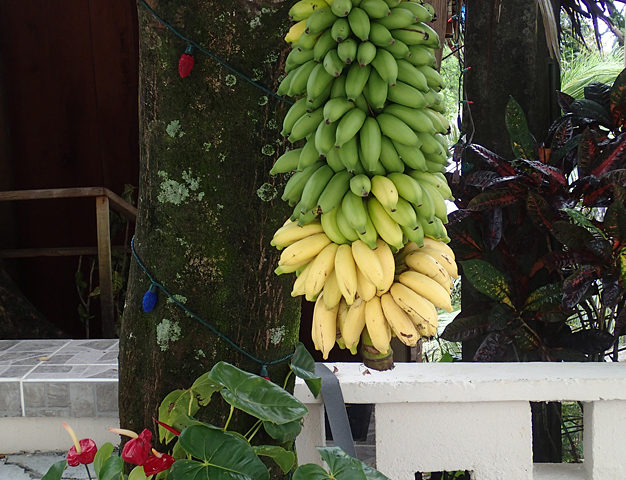 Safeguarding the future of banana against changing climates, pests and diseases
