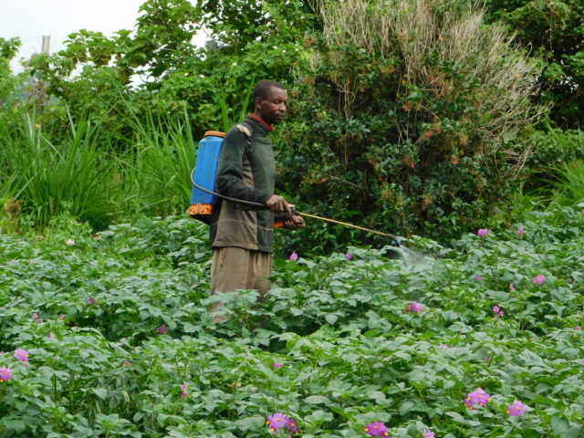 Guiding farmers to safer use of pesticides in Rwanda and Burundi