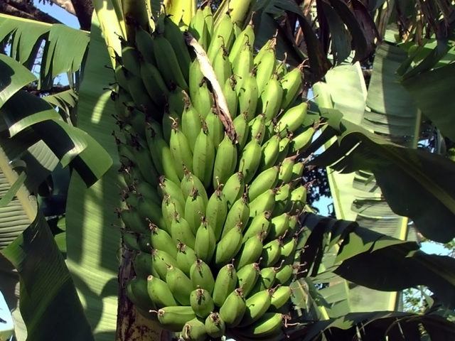 Scientists show which genetic loci is associated with bunch weight in highland banana