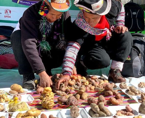 Guardians of the Native Potato: 5th Annual Assembly of AGUAPAN