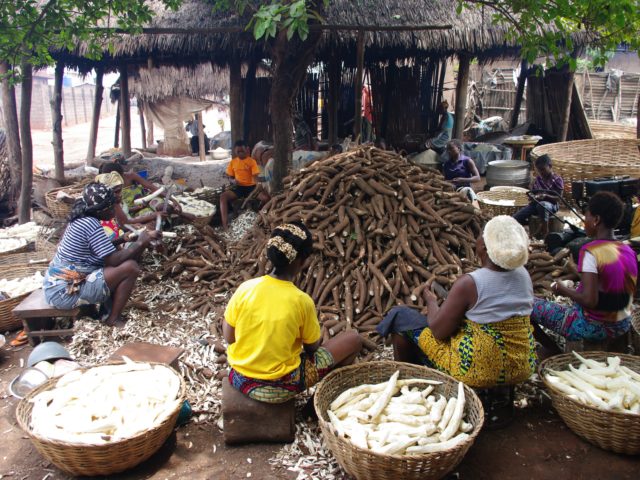Sensory profiles help cassava breeders develop  desirable new varieties