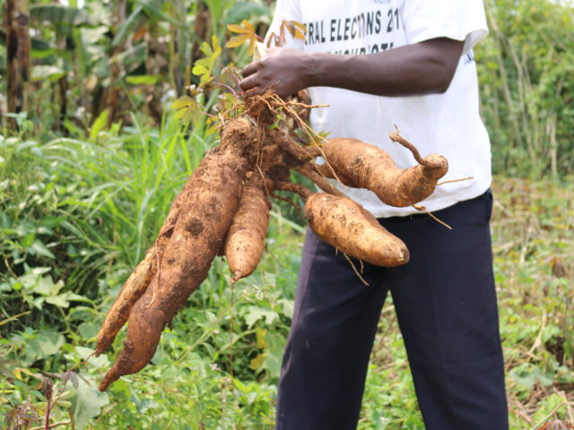 Scaling up the use of cassava peel as animal feed in Nigeria