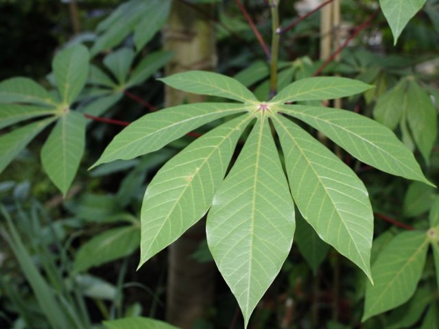 Fostering a sustainable cassava seed system for Nigeria