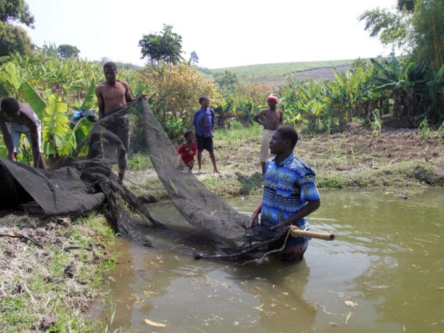 A food system integration story: Fish with roots, tubers and bananas