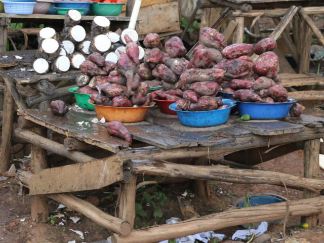 Quelles variétés de racines, de tubercules et de bananes (RTB) les agriculteurs et autres utilisateurs souhaitent-ils en Afrique, et comment les programmes de sélection peuvent-ils mieux répondre à leurs besoins ?