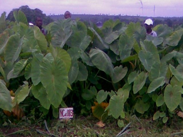 Undervalued and underutilized – cocoyam is ripe for development