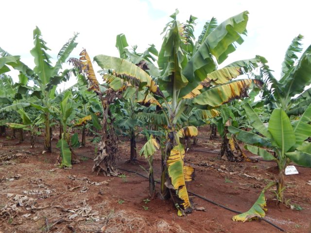 Scientists convene to reveal new research and tools for combatting a deadly banana disease