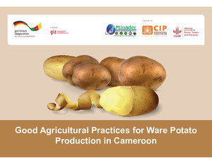 Good agricultural practices for ware potato production in Cameroon: Visual aid