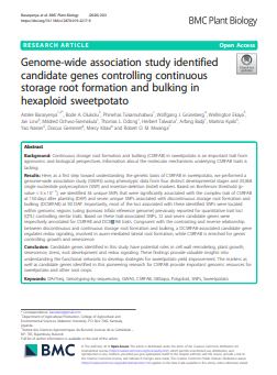Genome-wide association study identified candidate genes controlling continuous storage root formation and bulking in hexaploid sweetpotato.