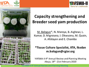 Capacity strengthening and breeder seed yam production