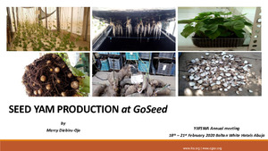 Seed yam production at GoSeed