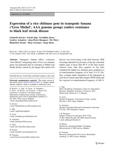 Expression of a rice chitinase gene in transgenic banana (''Gros Michel'', AAA genome group) confers resistance to black leaf streak disease