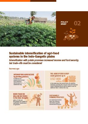 Sustainable intensification of agri-food systems in the Indo-Gangetic Plain: Intensification with potato promises increased income and food security, but trade-offs must be considered