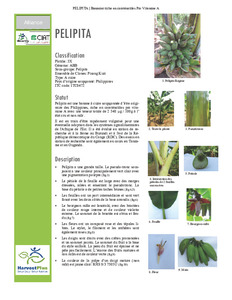 Pelipita: Bananier riche en caroténoïdes Pro Vitamine A