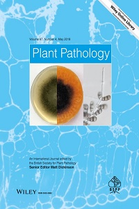 Distinct strains of the re‐emergent Cassava common mosaic virus (Genus: Potexvirus) infecting cassava in Argentina