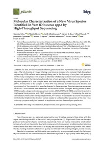 Molecular characterization of a new virus species identified in yam (Dioscorea spp.) by high-throughput sequencing
