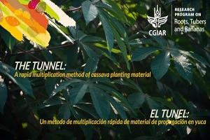 Multiplicación rápida de material de siembra-II El Túnel