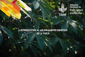 Introducción al mejoramiento genético de yuca