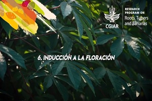 Inducción de floración-I