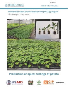 Production of apical cuttings of potato