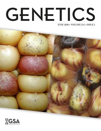Genomic outcomes of haploid induction crosses in potato (Solanum tuberosum L.)