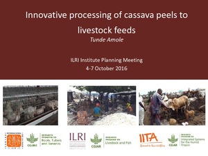 Innovative processing of cassava peels to livestock feeds