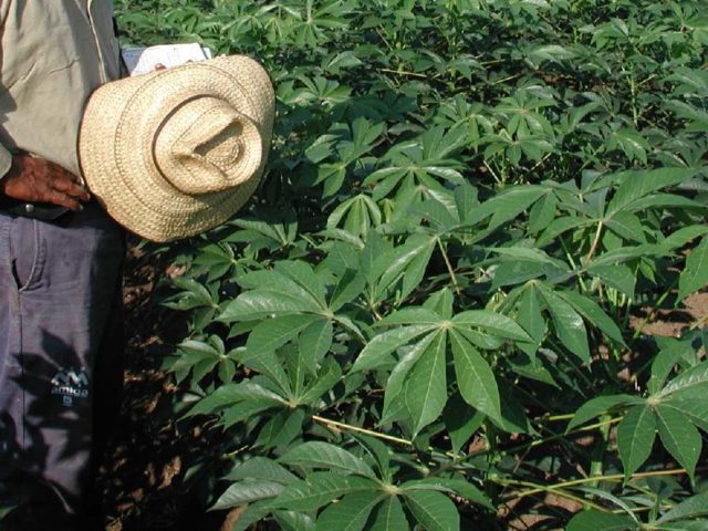 Fifty years of cassava breeding