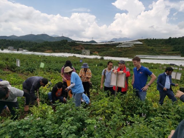 Rice-potato rotations increase profitability and food production