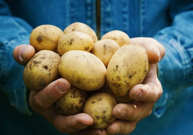 The Potato of the Future: Opportunities and Challenges in Sustainable Agri-food Systems