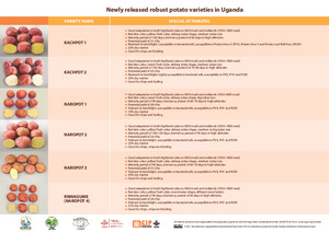 Newly released robust potato varieties in Uganda