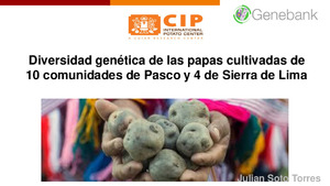 Diversidad genética de las papas cultivadas de 10 comunidades de Pasco y 4 de sierra de Lima