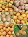 Variation in Nitrogen rate and local availability alter root architecture attributes at the onset of storage root initiation in ‘Beauregard’ sweetpotato.