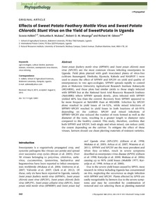 Effects of sweet potato feathery mottle virus and sweet potato chlorotic stunt virus on the yield of sweet potato in Uganda