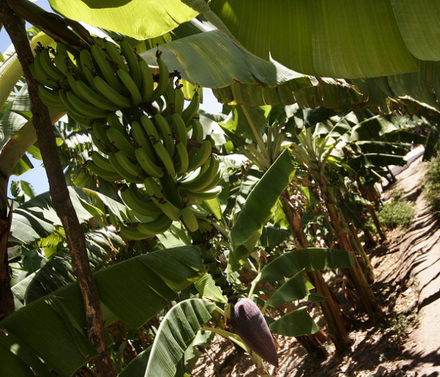 Development of ICT Innovation Expected to Help in Fight Against Banana Disease in Rwanda