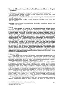 Removal of leafroll viruses from infected grapevine plants by droplet vitrification