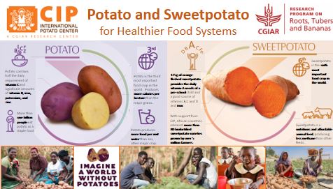 Potato and sweetpotato for healthier food systems.