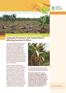 An urgent call to action to contain outbreak of Fusarium wilt Tropical Race 4 affecting bananas in Africa.