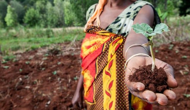 A catalog helps take CGIAR innovations to scale